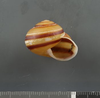 Media type: image;   Malacology 407411 Description: Dry shell;  Aspect: APT